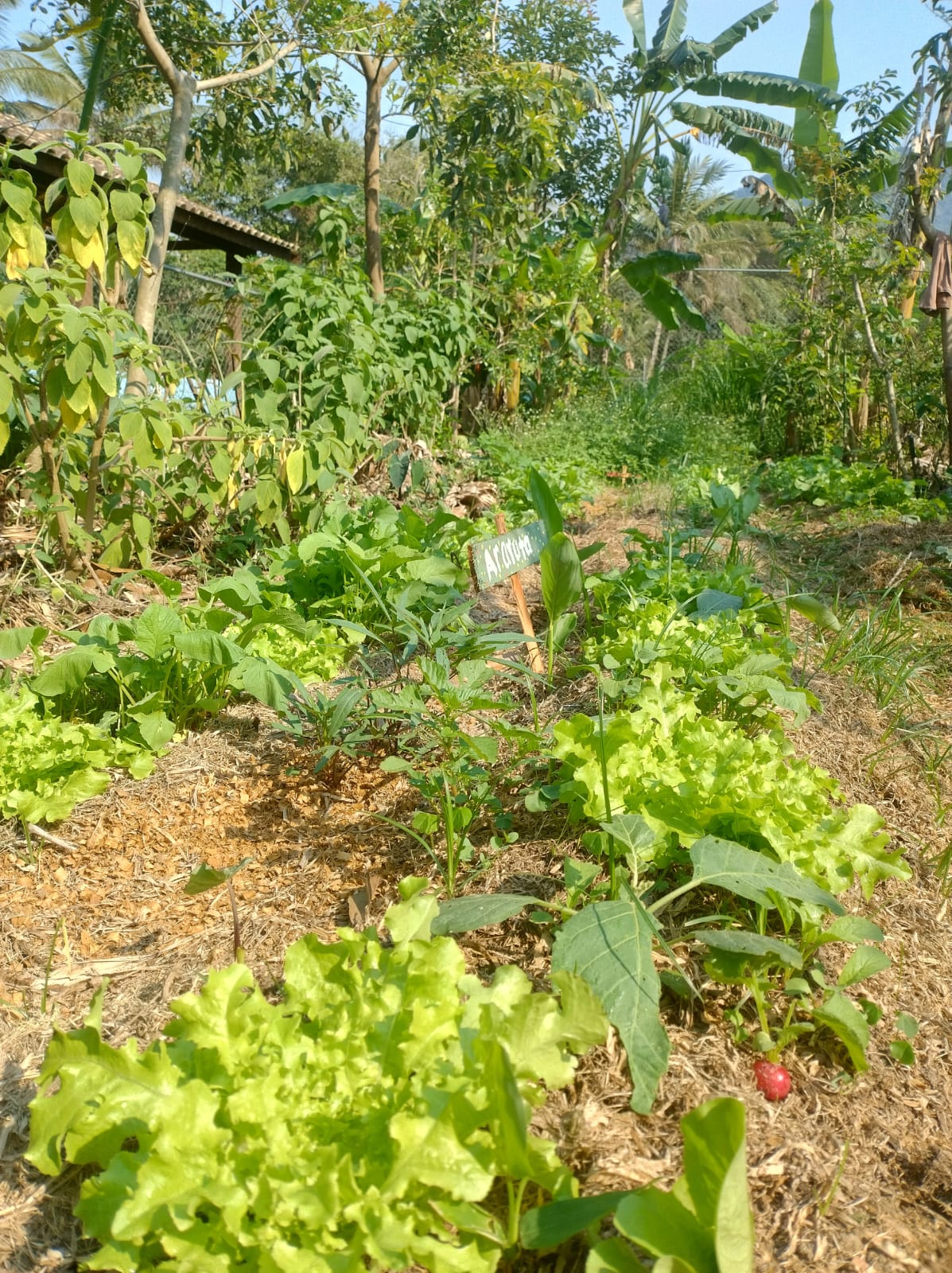 Agricultura Urbana