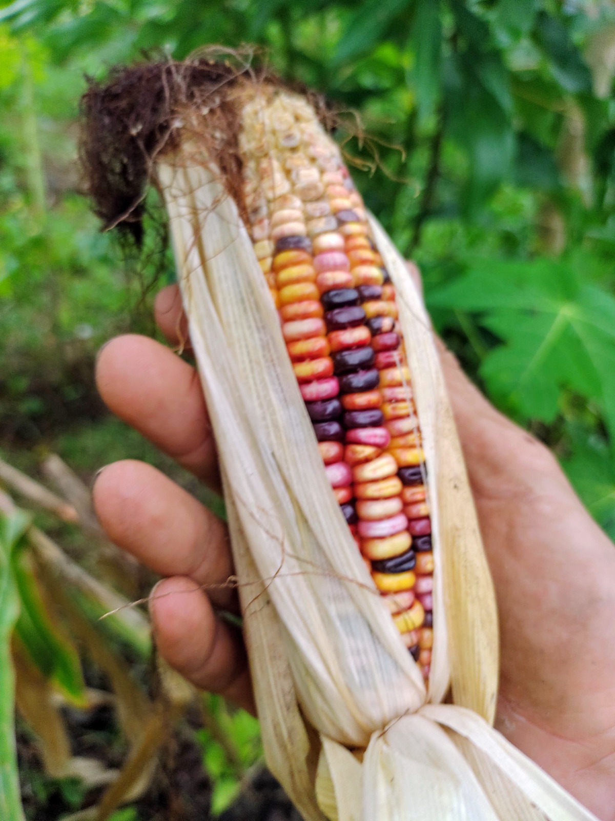 Luta por Terra e Território